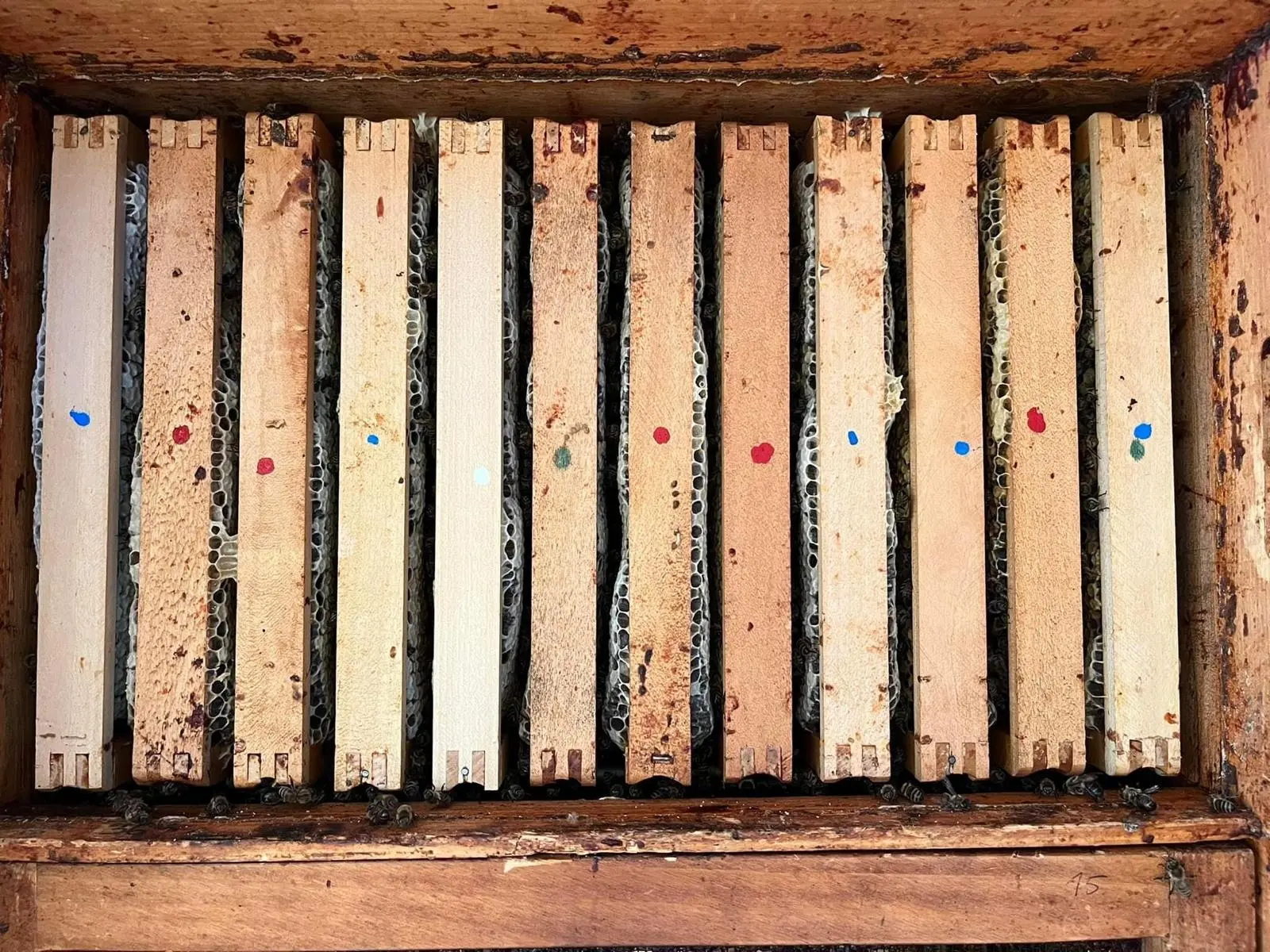 Utrinki iz čebelnjaka 41